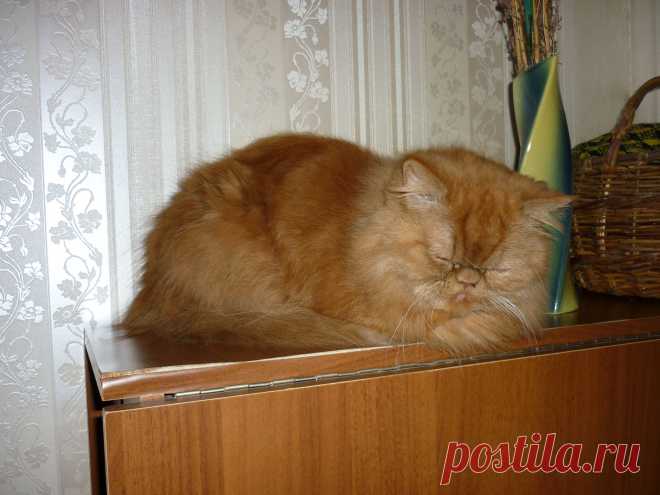 Наш Персик.