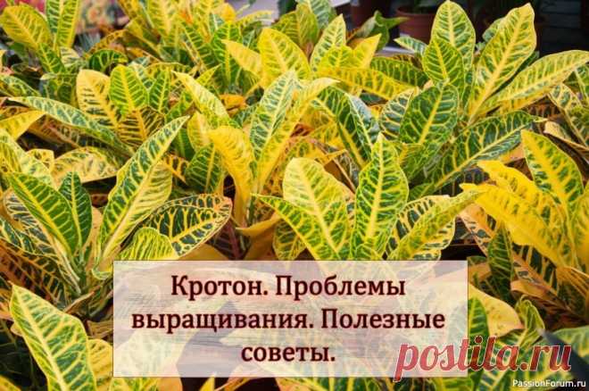 Кротон. Проблемы выращивания. Полезные советы Проблемы, возникающие при выращивании кодиеумов, главным образом вызваны нарушением условий произрастания, к которым культура очень требовательна.Среди трудностей, с которыми сталкиваются цветоводы при разведении цветка, чаще всего встречаются:Показать полностью.. Опадение и изменение...