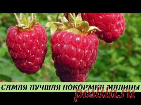 Подкормите этим удобрением МАЛИНУ и будете собирать урожай ведрами раньше срока Лучшая подкормка - YouTube