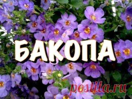 БАКОПА! ЦВЕТНИК БЕЗ УХОДА!