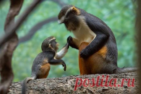 20 животных, которые знают, что мамина любовь — самая сильная