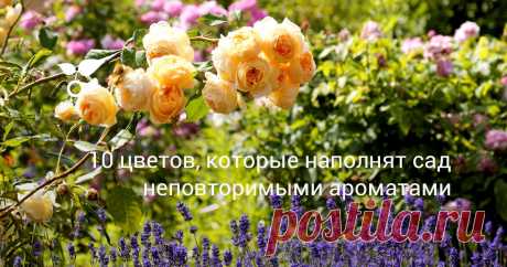 10 цветов, которые наполнят сад неповторимыми ароматами В этой статье расскажем о самых ароматных цветах, которые порадуют своим запахом, главным образом, днем. Но есть еще и ночные (опыляемые ночными бабочками) ароматные цветы.
