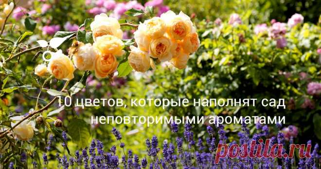 10 цветов, которые наполнят сад неповторимыми ароматами В этой статье расскажем о самых ароматных цветах, которые порадуют своим запахом, главным образом, днем. Но есть еще и ночные (опыляемые ночными бабочками) ароматные цветы.