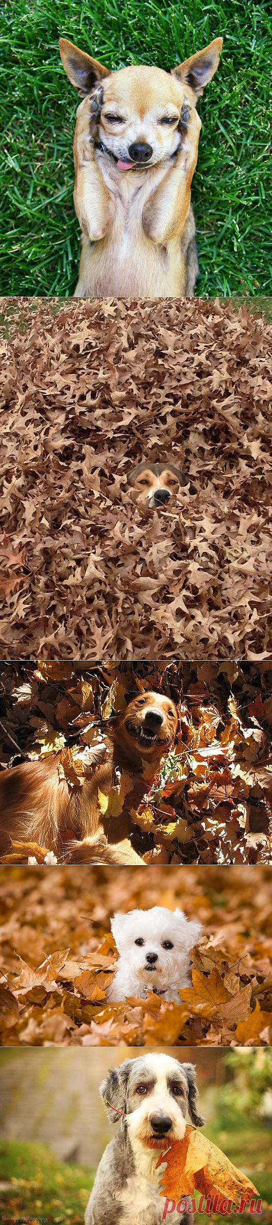 (+1) тема - Самые забавные осенние фотографии собачек | САМЫЙ СОК!