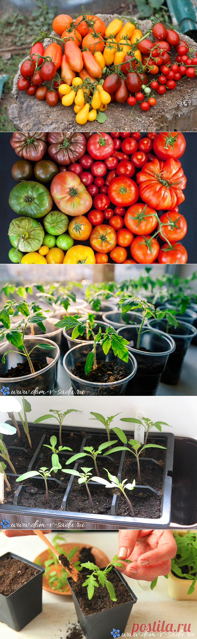 Когда сажать помидоры на рассаду 2018 году, чтобы вырастить богатый урожай томатов. | Красивый Дом и Сад