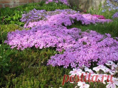 Обриета - яркая подушка лета. 

источник САДОВАЯ ФЕЯ - Дача. Сад и Огород
 
 






Обриета - яркая подушка лета.Хотите, чтобы ваша клумба даже ранней весной радовала своим цветением? Посадите обриету. Одно из преимуществ растения…