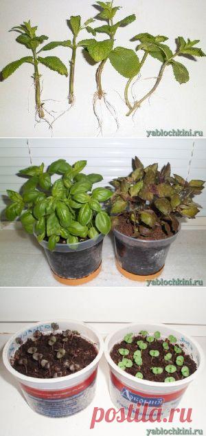 выращивание базилика в квартире на окне |