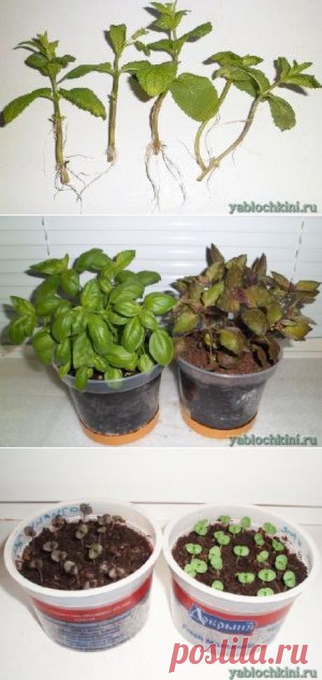 выращивание базилика в квартире на окне |