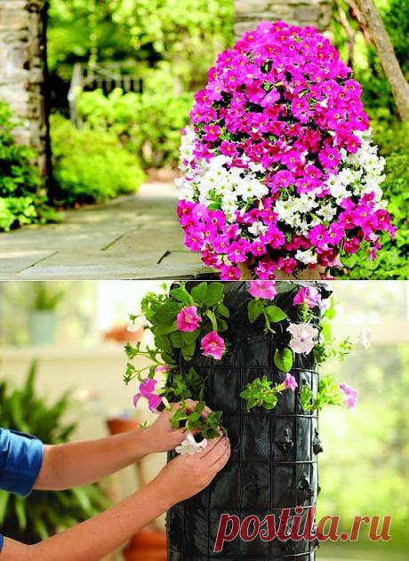 Башня из петуний.