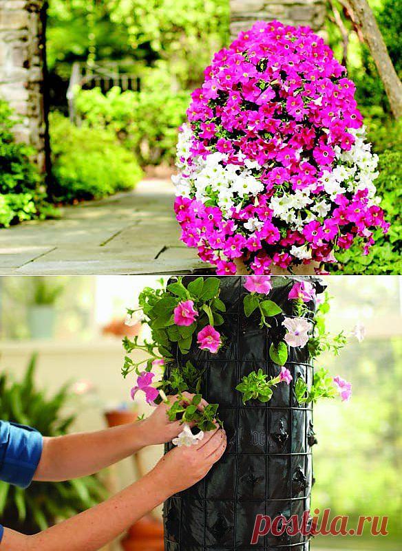 Башня из петуний.