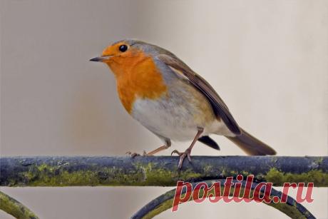 0729 The Robin by RealMantis on DeviantArt