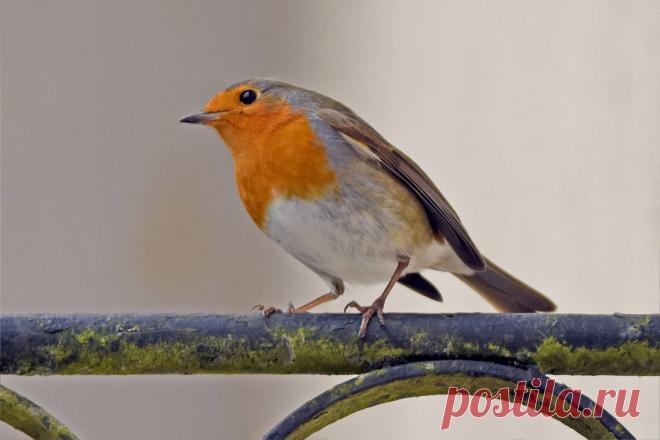 0729 The Robin by RealMantis on DeviantArt