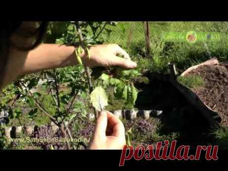 Как бороться с муравьями, как избавиться от муравьев - а надо ли?