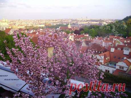 прага - Поиск в Google