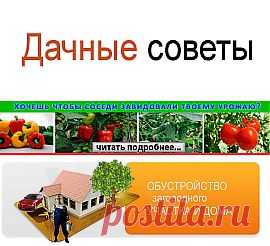 Спасаем смородину кипятком