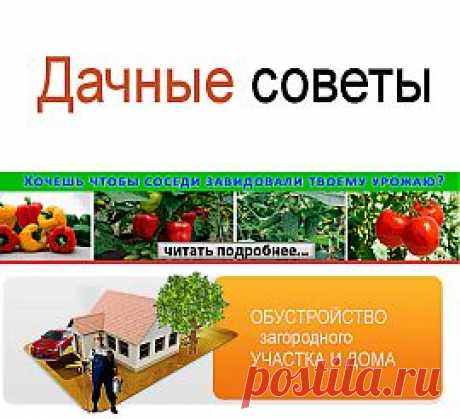 Спасаем смородину кипятком