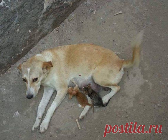 Блог сайта «Все о наших питомцах»