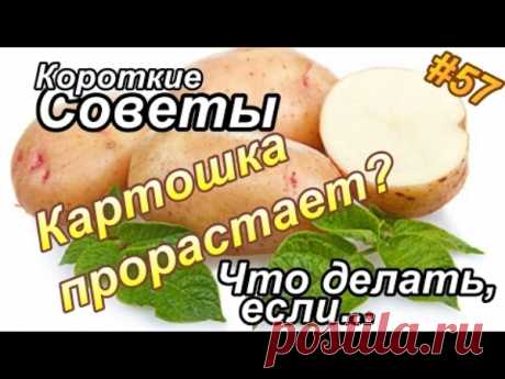 Что делать, чтобы картошка не прорастала? | Полезные советы!