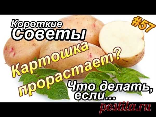 Что делать, чтобы картошка не прорастала? | Полезные советы!