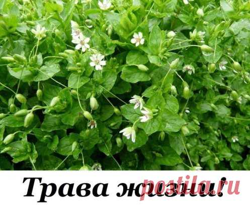 Трава ЖИЗНИ!
Мокрица Омолаживает, улучшает кровь память зрение и в целом весь организм!
мокрица – это истинная кладовая полезных веществ. Особенно много в ней витаминов «С» и «Е», и редкого для растений витамина «К», регулирующего свертываемость крови. Содержит она и минералы: железо, магний, медь, кобальт, а также фитонциды. Это скромное растение обладает ценнейшими свойствами: противовоспалительным, антисептическим, противоцинготным, умеренными желчегонным и мочегонным, ...