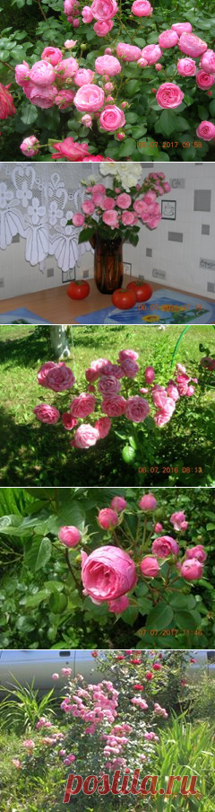 Роза флорибунда 