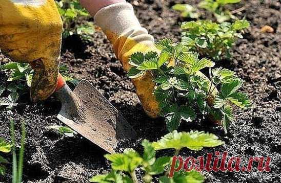 ПОЧЕМУ НЕ ПЛОДОНОСИТ КЛУБНИКА?)))) СЕМЬ ВАЖНЫХ ПРИЧИН ОТСУТСТВИЯ ЯГОД
 Привет всем любителям клубничной тематики! Не смотря на то, что сообщений про посадку и уход за клубникой в интернете очень много, всё равно у дачников возникают вопросы на которые им сложно найти ответы. Наиболее частые звучат вопросы на тему: Почему не цветёт клубника? Почему цветёт, но ягод на кустах нет? Причин отсутствия цветения посадок несколько - вот самые главные! Рассмотрим их.
СОВЕТЫ ОТ СУПЕР-САДОВОДА
Наступает к