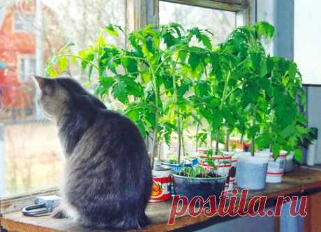 Простая и бесплатная подсветка для рассады &amp;raquo; Женский Мир