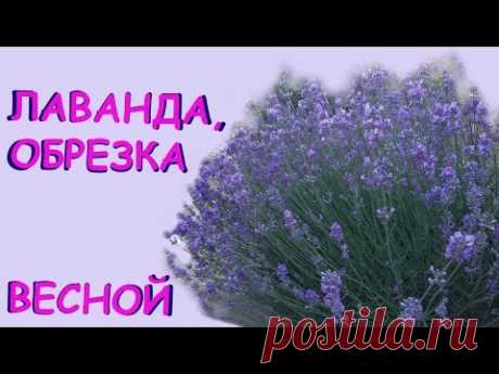 Лаванда, обрезка весной