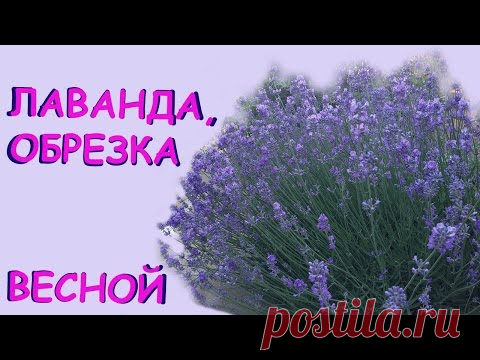 Лаванда, обрезка весной