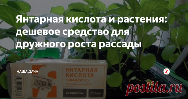 Янтарная кислота и растения: дешевое средство для дружного роста  рассады И не только рассады, кстати говоря. Это и стимулятор корнеобразования, и катализатор фотосинтеза, и «улучшатель» качественного состава грунта. Янтарная кислота может использоваться как  подкормка для комнатных цветов, а по рассказам опытных цветоводов – «орхидееводов» является очень эффективным средством,помогающим решить проблему цветения этих экзотических лиан.