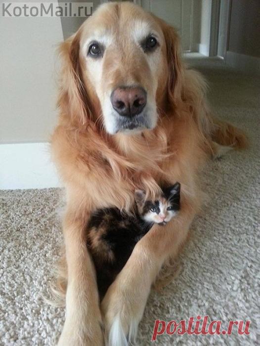 В надежных лапах | KotoMail.ru
