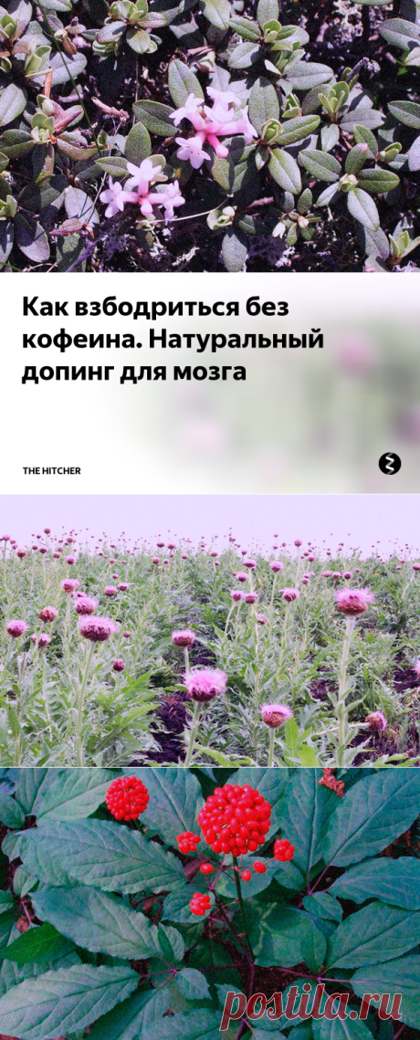 Как взбодриться без кофеина. Натуральный допинг для мозга | The Hitcher | Яндекс Дзен