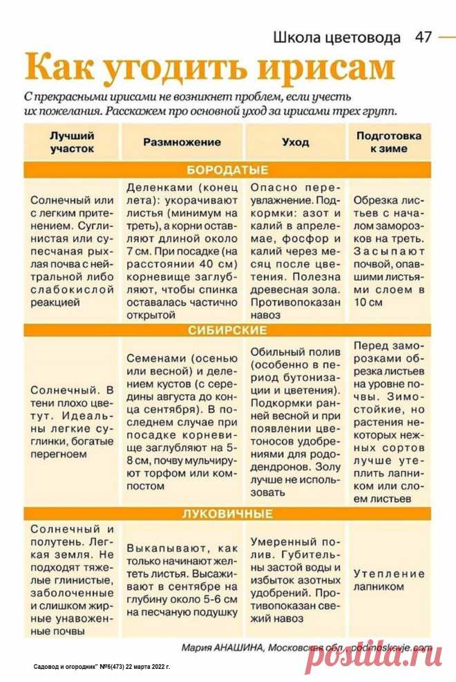 Как угодить ирисам