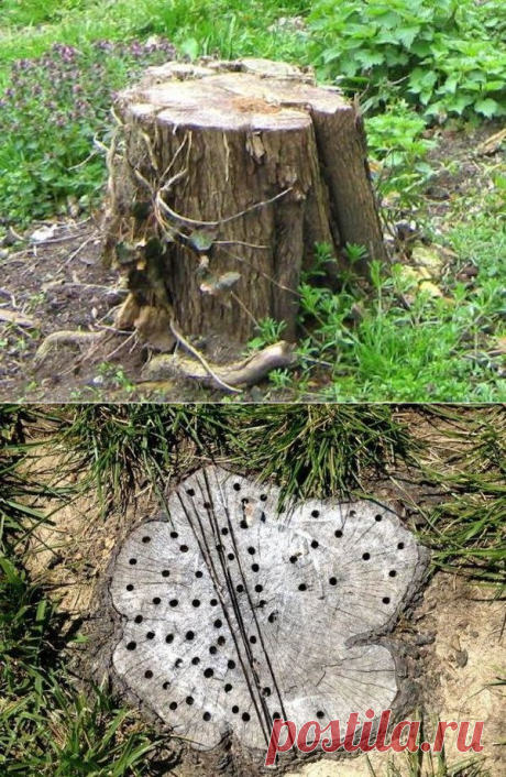 Как убрать пень без корчевания