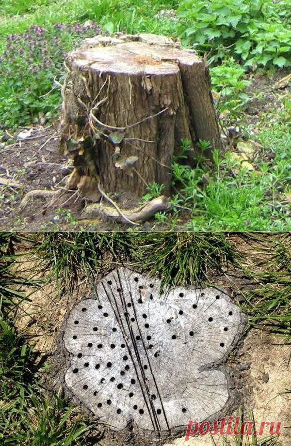 Как убрать пень без корчевания