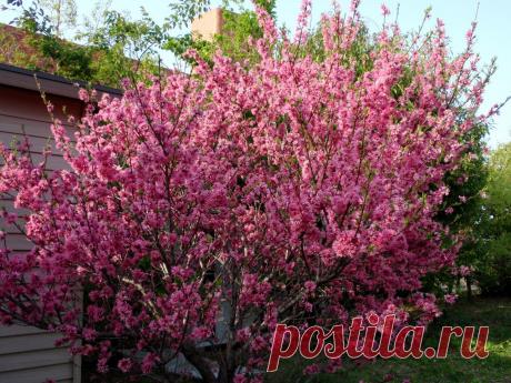 Миндаль - декоративный кустарник | НА ЗАВАЛИНКЕ