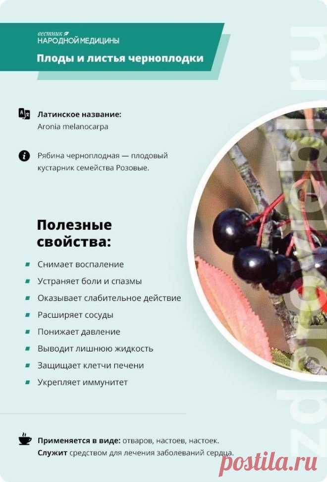 Плоды и листья рябины черноплодной