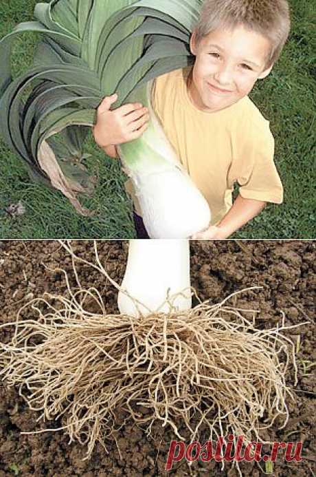 О выращивании лука-порея на дачных грядках | ОГОРОД БЕЗ ХЛОПОТ