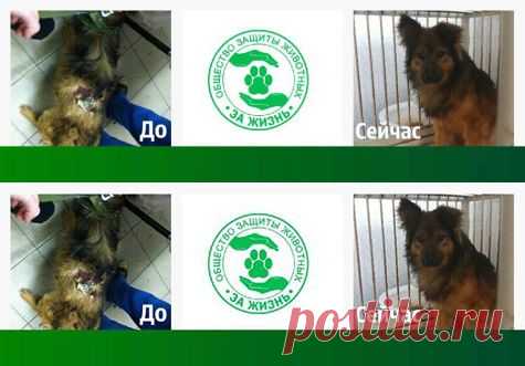 Вилли - бедняга,которому повезло вырваться из тюрьмы,но еще не повезло обрести Дом..ПОДДЕРЖИТЕ ЕГО!