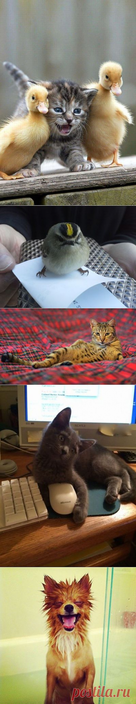 Эти забавные животные » uCrazy.ru - Источник Хорошего Настроения