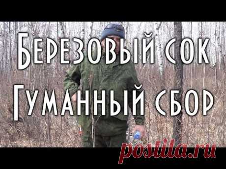 Березовый сок. Гуманный способ сбора.