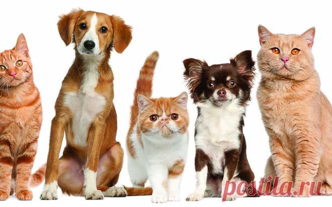 Обои домашние животные, кошки, собаки на рабочий стол | 140582