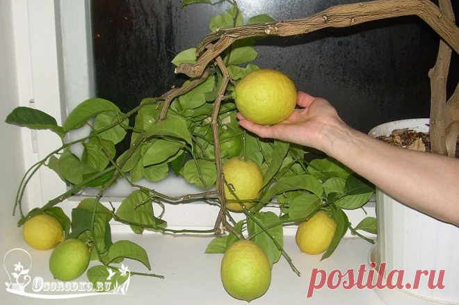Выращивание лимона в домашних условиях - правила и секреты посадки