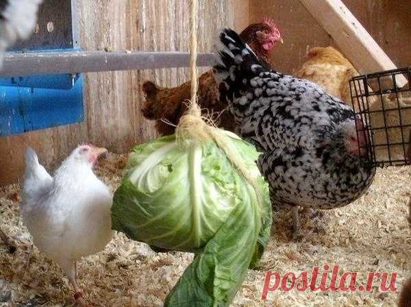 Мешанка для кур несушек: как приготовить в домашних условиях, рецепты