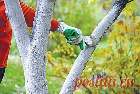 Подготовка сада к зиме: чем опрыскать, побелить Уход за садом осенью включает в себя и уничтожение ловчих поясов для насекомых. Дупла, раны и глубокие трещины обрабатывают 5% раствором железного купороса (ведро воды, 300 г вещества). Далее замазывают цементом, чтобы защитить здоровые ткани от проникновения инфекции.  После опадания листьев в са