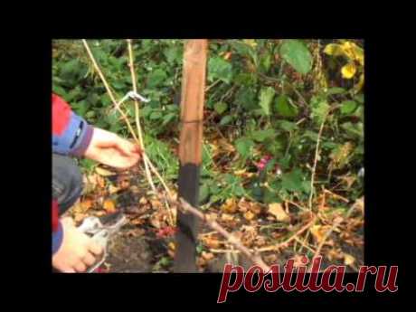 дача | Записи в рубрике дача | Дневник Люся_Ширева