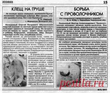 Клещ на груше. Борьба с проволочником