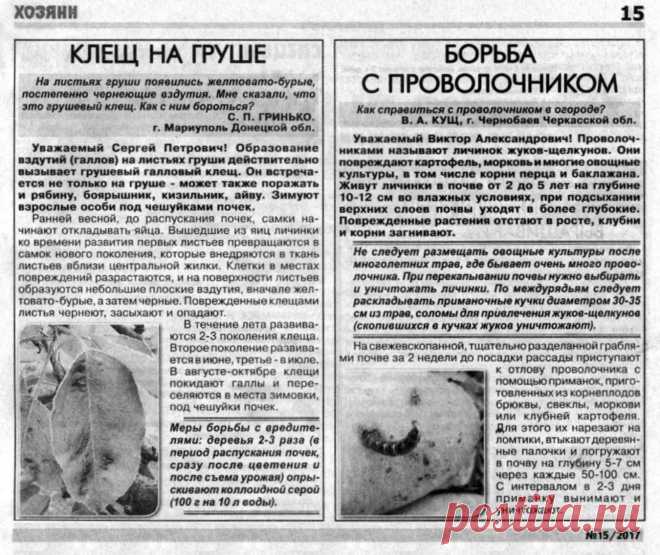 Клещ на груше. Борьба с проволочником