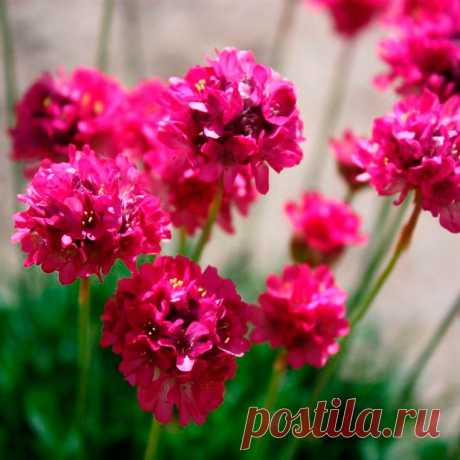 Многолетний садовый цветок Армерия (Armeria). Семейство: свинчатковые (Plumbaginaceae)

Травянистый многолетник с многочисленными линейными или узколанцетными листьями, собранными в прикорневые розетки. Цветки мелкие - белые, розовые, лиловые и красные, собраны в головки на безлистных цветоносах высотой до 30 см. Цветет в мае - августе. Об основных видах, размножении, особенностях ухода и типах цветников читайте на сайте.