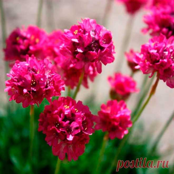 Многолетний садовый цветок Армерия (Armeria). Семейство: свинчатковые (Plumbaginaceae)

Травянистый многолетник с многочисленными линейными или узколанцетными листьями, собранными в прикорневые розетки. Цветки мелкие - белые, розовые, лиловые и красные, собраны в головки на безлистных цветоносах высотой до 30 см. Цветет в мае - августе. Об основных видах, размножении, особенностях ухода и типах цветников читайте на сайте.